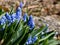 Group of compact blue grape hyacinths (Muscari azureum) with long, bell-shaped flowers and green leaves flowering in