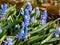 Group of compact blue grape hyacinths (Muscari azureum) with long, bell-shaped flowers and green leaves flowering in