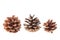 Group of cones of coniferous trees isolated on white background.