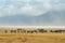 A group confusion of wildebeests congregated in Ngorogoro crater in Tanzania, Africa