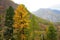 A group of coniferous trees and a pine and larch tree with needles yellow from autumn stand at the foot of a high mountain