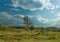 A group of conifers in the middle of a grassy field