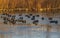 Group of coots on ice on frozen lake in winter.