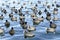 Group of coots on Lake d`Averno