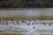 group of coots on a river