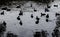 Group of Coots water birds swimming in the lake pond at sunset time, Image in dark black and white color tone.