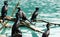 Group of cormorant resting on drift wood
