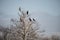 Group of cormorant shag birds roosting in Winter tree