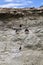 Group of cormorants at a cliff near Puerto Madryn