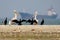 A group of cormorants and Dalmatian pelicans stand on the sand