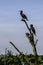 Group of cormorants drying their plumbs on a dead tree