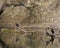 A group of cormorants on fallen branches above a lake