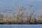 A group of cormorants is perched on the branches of some trees on the shore of the Gherardesca lake, Lucca, Italy