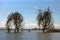 A group of cormorants are sitting in dead trees