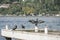 Group of cormorants standing by sea