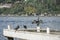 Group of cormorants standing by sea