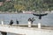 Group of cormorants standing by sea
