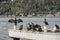 Group of cormorants standing by sea