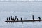 A group of cormorants sun themselves on a drifting log, silhouetted by the bright morning sun