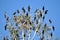 A group of cormorants on tree