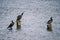 Group of cormorants on wooden pilings