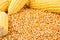 Group Corn kernels dry with Fresh Corn in the full seed Corn background
