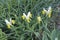 Group of Corn-leaved juno iris flowers