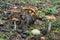 Group of, Cortinarius collinitus mushrooms