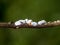 Group of cottony hydrangea scale insects