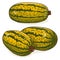 Group of Courge Spaghetti winter Squash Clipart.