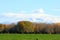 Group of cow in farm, South Island, New Zealand