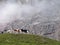 Group of cows on the background of the Dolomites.