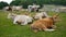 Group of cows and calves in nature