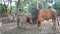 Group of cows in country farm