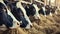 Group of cows at cowshed eating hay or fodder on dairy farm