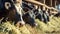 Group of cows at cowshed eating hay or fodder on dairy farm