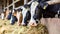 Group of cows at cowshed eating hay or fodder on dairy farm