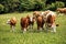 Group of cows of different sizes on pasture