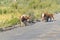 Group of Cows at Dirty Road, Patagonia, Chile