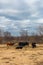 Group of cows eating around an hay feeder/farm animals