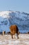 Group of cows eating grass in winter, snow valley background