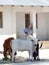 Group of cows facing camera outside Zanzibari woman's simple house