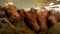 A group of cows feeding on fodder