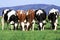 Group of cows grazing