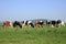 Group of cows grazing