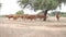 Group of cows grazing in the field