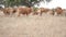 Group of cows grazing in the field