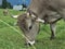 Group of cows grazing grass alp meadow