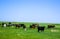 Group of cows grazing on a green meadow. Cows graze on the farm