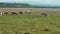 Group of cows grazing on green meadow, small forest in background